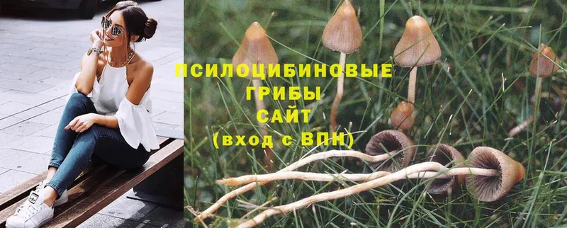 блэк спрут   Циолковский  Псилоцибиновые грибы Psilocybine cubensis 